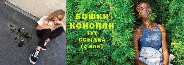 прущие грибы Елизово